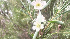 Homalospermum firmum, photograph (c) Ann Bentley, some rights reserved (CC BY)
