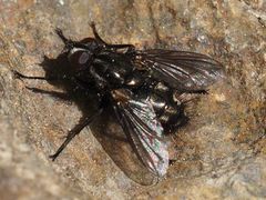 Rhinomorinia sarcophagina