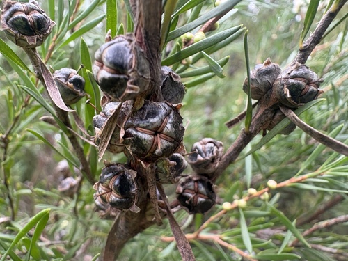 Homalospermum firmum, photograph 3