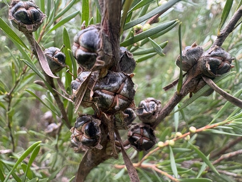 Homalospermum firmum, photograph 4