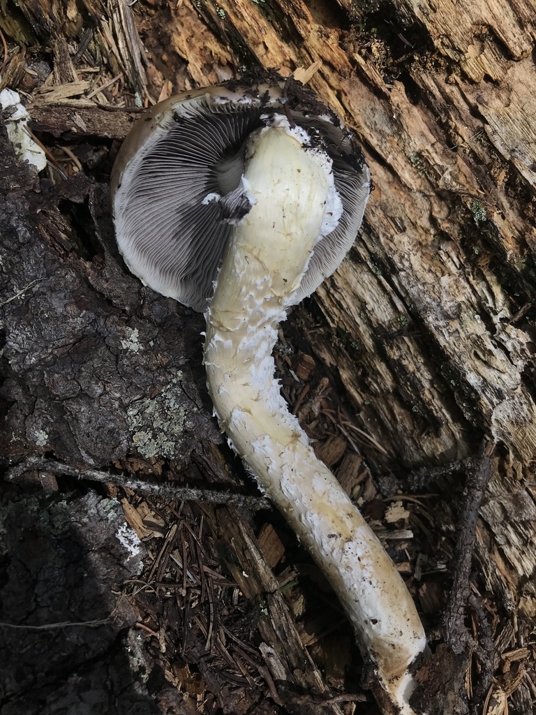Conifer roundhead · August 2026 · photo: Photo: (c) Matthew Rozanoff, some rights reserved (CC BY) · iNaturalist