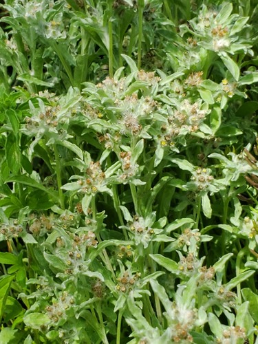 Gnaphalium palustre