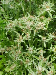 Gnaphalium palustre