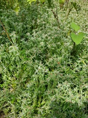 Gnaphalium palustre, photograph (c) Alex, some rights reserved (CC BY)