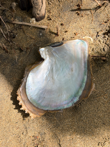 Pinctada mazatlanica observed 2026-08-16