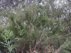 Homalospermum firmum, photograph (c) Ann Bentley, some rights reserved (CC BY)