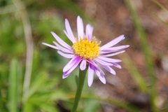 Aster alpinus