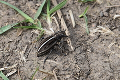 Dorcadion holosericeum