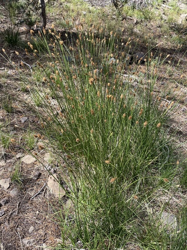 Carex multicostata observed 2026-08-16