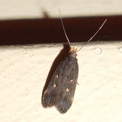 Dichomeris agonia