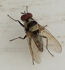 Anthomyia pluvialis