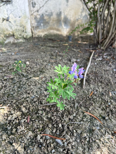 Lupinus succulentus observed 2026-08-16