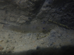 Macrobrachium heterorhynchos