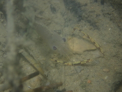 Macrobrachium heterorhynchos