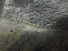 Macrobrachium heterorhynchos