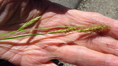 Carex gracillima
