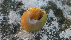 Coelotrochus viridis