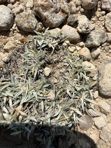 Astragalus spatulatus, photograph 2