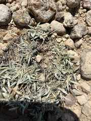 Astragalus spatulatus, photograph (c) Rajan Rao, some rights reserved (CC BY)