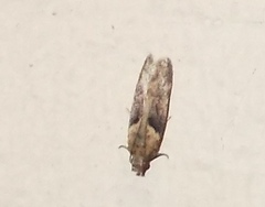 Chionodes mediofuscella