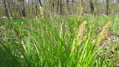 Carex gracillima