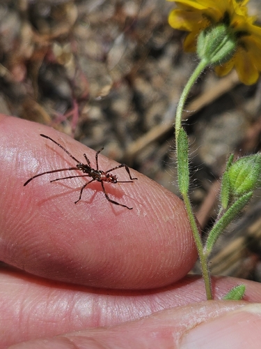 iNaturalist observation photo of Western Conifer Seed Bug