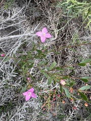 Boronia crenulata, photograph (c) Ann Bentley, some rights reserved (CC BY)