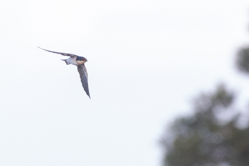 iNaturalist image
