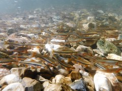 Notropis percobromus