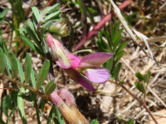 Vicia pannonica