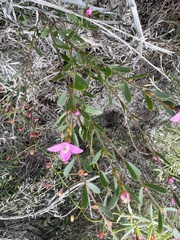 Boronia crenulata, photograph (c) Ann Bentley, some rights reserved (CC BY)