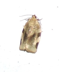 Choristoneura fractivittana