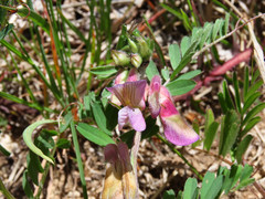 Vicia pannonica
