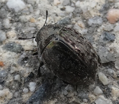 Byrrhidae