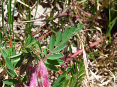 Vicia pannonica