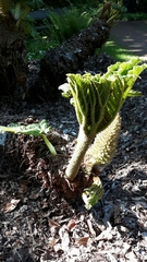 Gunnera tinctoria
