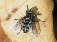 Rhinomorinia sarcophagina