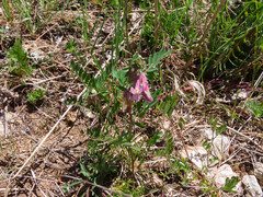 Vicia pannonica
