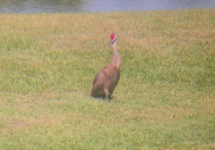 Grus canadensis image