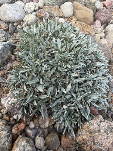 Astragalus spatulatus, photograph 1