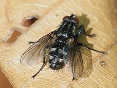 Rhinomorinia sarcophagina