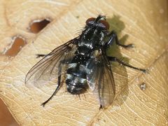 Rhinomorinia sarcophagina