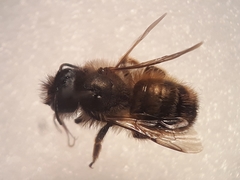 Osmia bicornis
