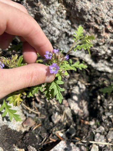 Franklin's Phacelia