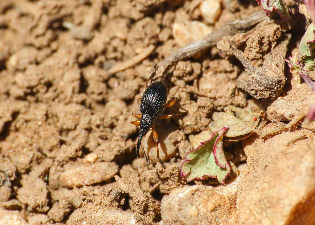 Protapion varipes