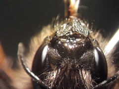 Osmia bicornis