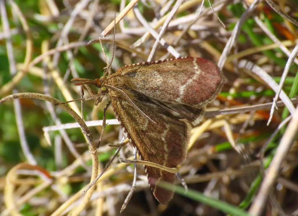 Synaphe antennalis