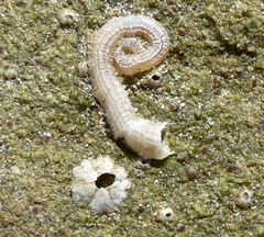 Vermetoidea