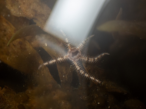 Ophiopteris papillosa observed 2026-08-10