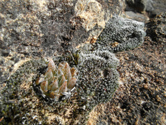 Haworthia nortieri